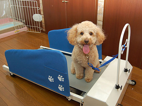 dog-treadmill.jpg
