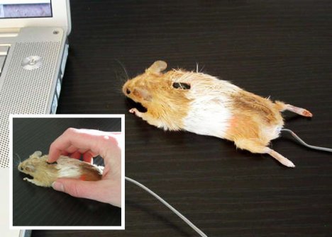 http://www.ubergizmo.com/photos/2009/4/mouse-mouse.jpg
