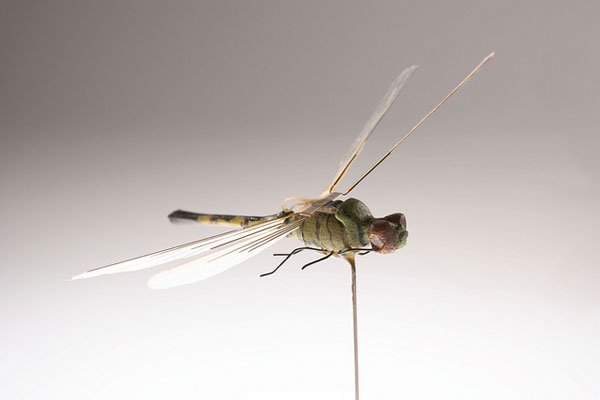 Insectohopter flies and spies for the CIA Insectohopter flies and spies for the CIA