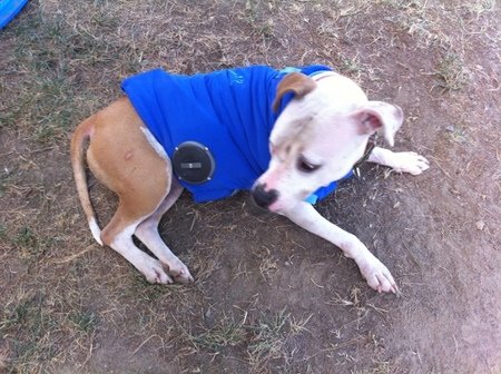 The Woofer turns your dog into a portable music player The Woofer turns your dog into a portable music player