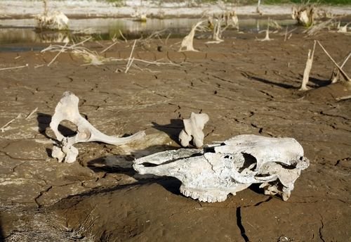 Drought pushes Texas residents to drink (recycled) pee Drought pushes Texas residents to drink (recycled) pee