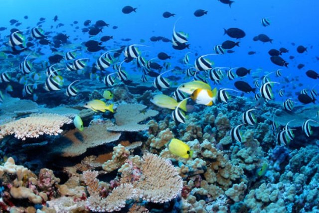 Underwater Microrobots Will Rescue Damaged Coral Reefs Underwater Microrobots Will Rescue Damaged Coral Reefs