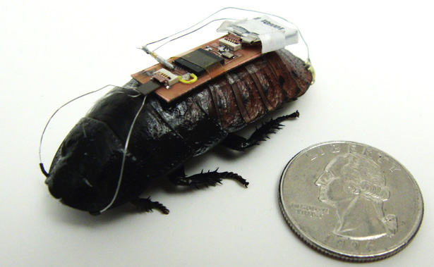 Control a cockroach with a wireless sensor Control a cockroach with a wireless sensor