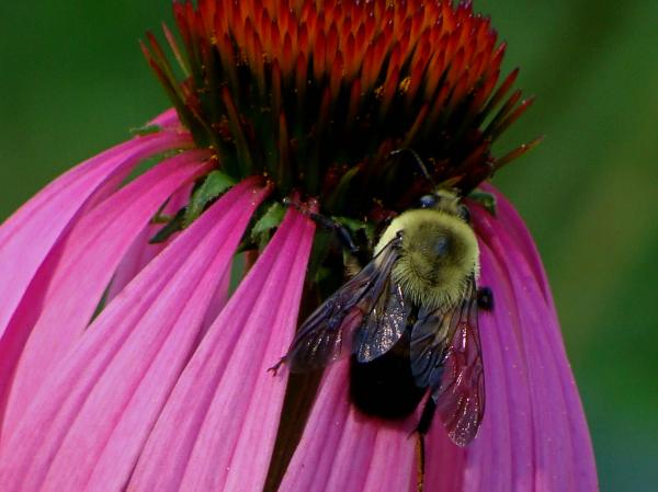 Scientists strive to create a robot with honey bee brain Scientists strive to create a robot with honey bee brain