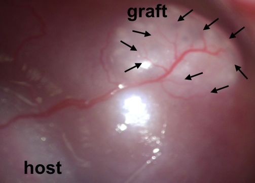 Grown Kidney Organoids Work in Rats Grown Kidney Organoids Work in Rats