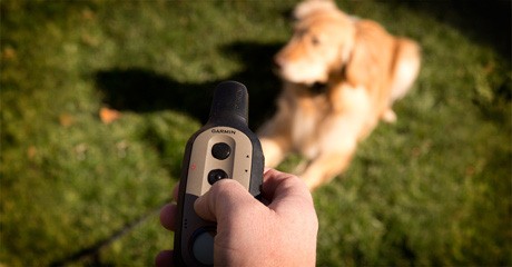 Garmin BarkLimiter And Delta Series For Your Four-Legged Buddy 